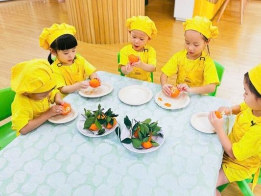 mầm non con mèo vàng phú hữu